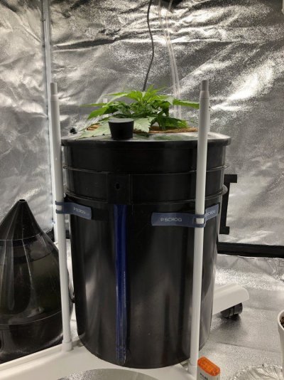 1st DWC grow status check at 19 days