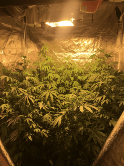 Bubba Cookies Grow Journal (divine Genetics)