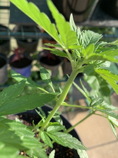 Outdoor grow UK - Moby dick auto