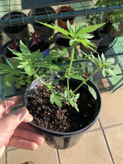 Outdoor grow UK - Moby dick auto