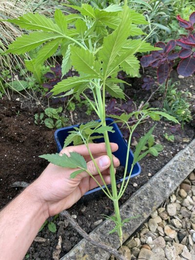 Outdoor grow UK - Moby dick auto