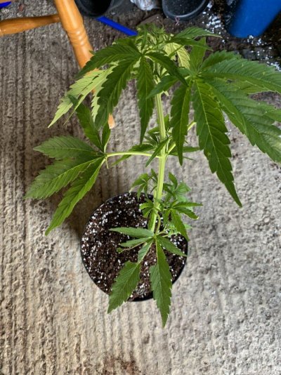 Outdoor grow UK - Moby dick auto