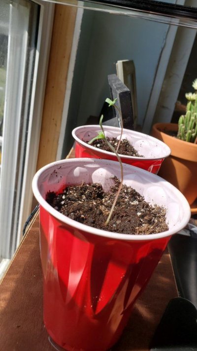 seedling-help.jpg
