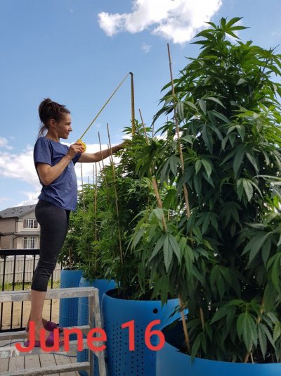 first-legal-grow-edmonton-2019-9.jpg