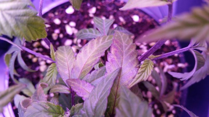 One strain thriving and one fucked