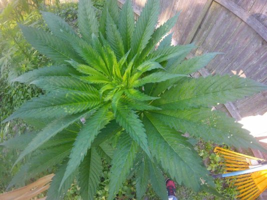 Deficiency? Or Normal?