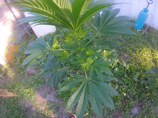Deficiency? Or Normal?