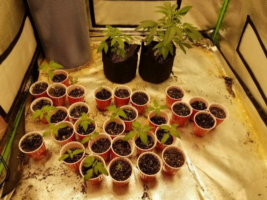 Katsu's MASSIVE Pre-98 Bubba Kush Reversal Bean Run