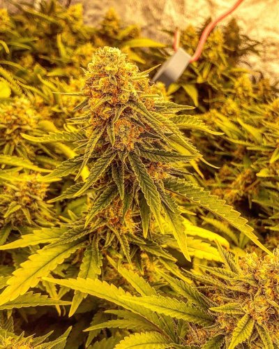 White critical single plant  ScrOG 4x4 quantum board