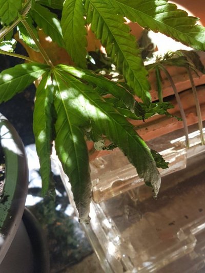 newbie-grower-needs-help-and-advice-please.jpg