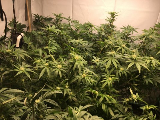 Day 20 FLOWER! First ever grow.