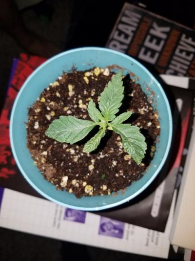 mutated-seedling-code-blue.jpg