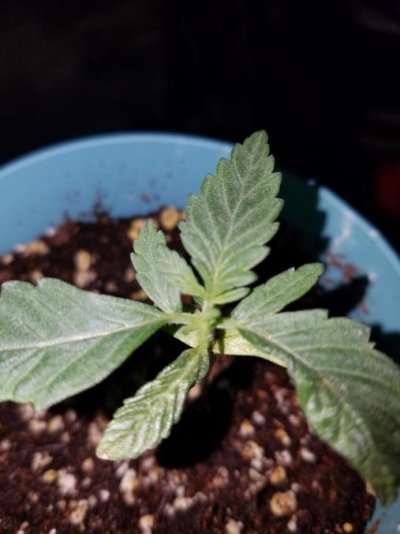 mutated-seedling-code-blue-2.jpg
