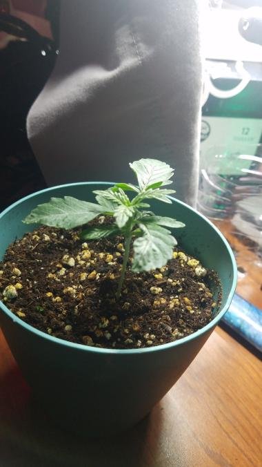 mutated-seedling-code-blue-3.jpg