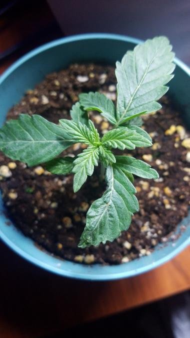 mutated-seedling-code-blue-4.jpg