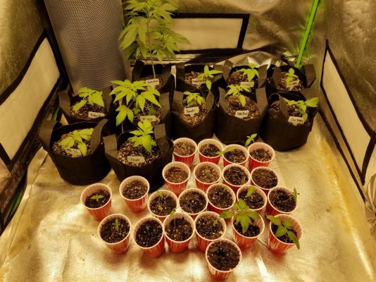 Katsu's MASSIVE Pre-98 Bubba Kush Reversal Bean Run