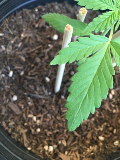 discoloration--tip-burnt-white-spots-3.jpeg