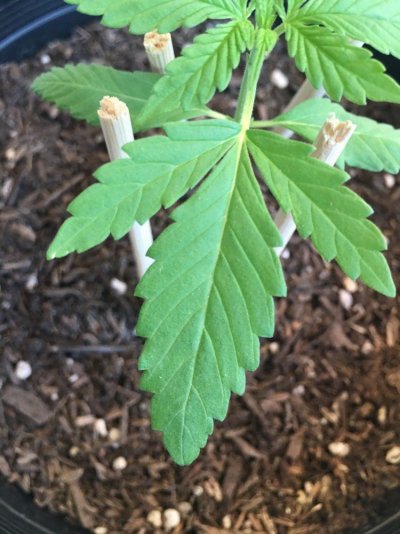 discoloration--tip-burnt-white-spots-5.jpeg