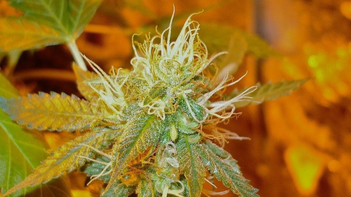 alien-bubba-6.jpg