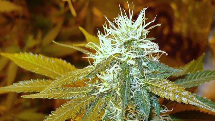 alien-bubba-7.jpg
