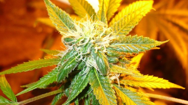alien-bubba-8.jpg