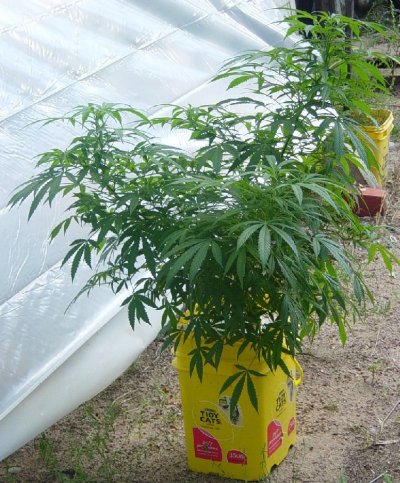 my ghetto greenhouse Apollo 12 and C99 001.jpg