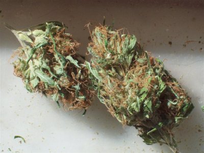 Northern Lights sativa.jpg