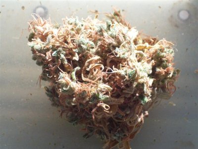 Sweet Skunk.jpg