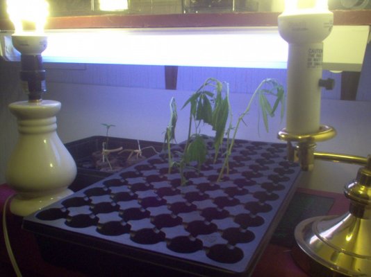 new-grower-looking-for-opinions-6.jpg