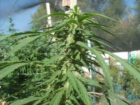 9-3-10 017.jpg