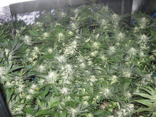 Wonka's Grow..  shmoe's(chem4 x dud) DuD, and Strawberry Bubba