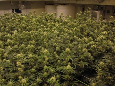 House & Garden Nutes., Under Current Systems, 30,000 Watts, 10 Tons of A/C, Co2