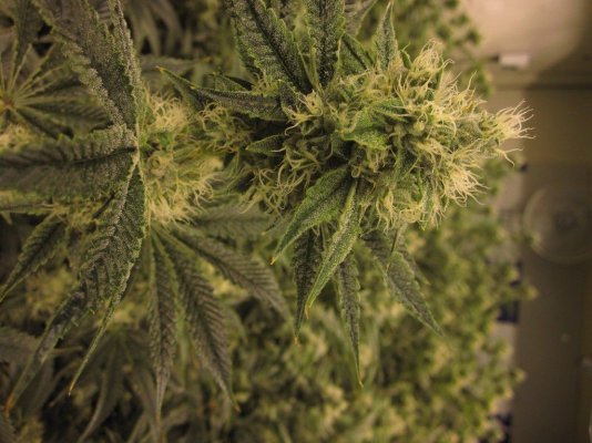 House & Garden Nutes., Under Current Systems, 30,000 Watts, 10 Tons of A/C, Co2
