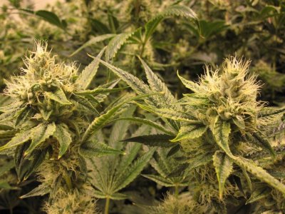 House & Garden Nutes., Under Current Systems, 30,000 Watts, 10 Tons of A/C, Co2