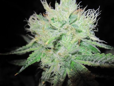 House & Garden Nutes., Under Current Systems, 30,000 Watts, 10 Tons of A/C, Co2