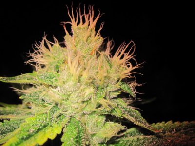 House & Garden Nutes., Under Current Systems, 30,000 Watts, 10 Tons of A/C, Co2