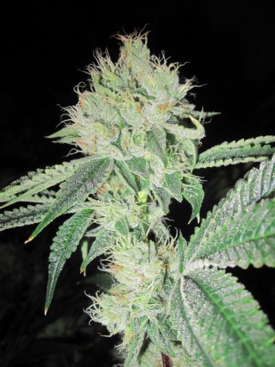 House & Garden Nutes., Under Current Systems, 30,000 Watts, 10 Tons of A/C, Co2