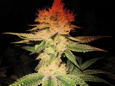 House & Garden Nutes., Under Current Systems, 30,000 Watts, 10 Tons of A/C, Co2