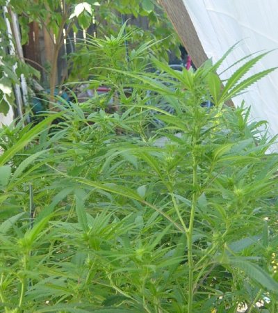 greenhouse sept 4 004.jpg
