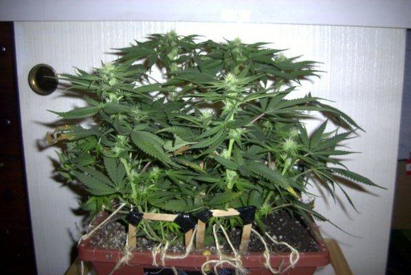 flower_21_1.JPG