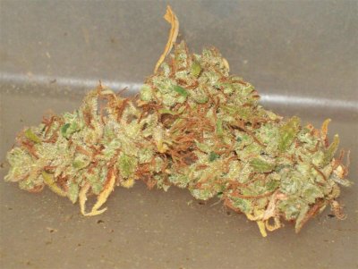 More Sweet Skunk.jpg