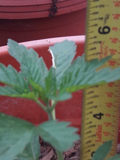 Plumbers Grow Diary