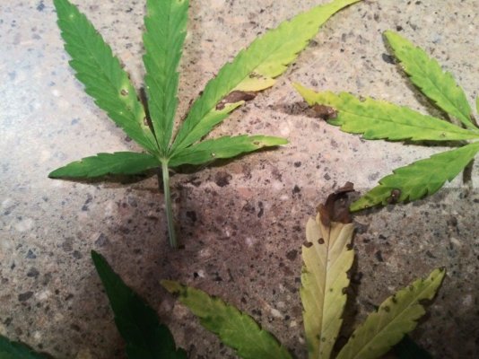 leaf-issues-3.jpg