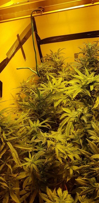 Critical lights with lst