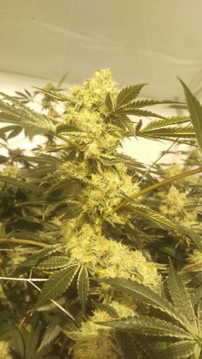 24k/dawg coco diary