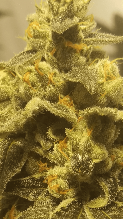 24k/dawg coco diary