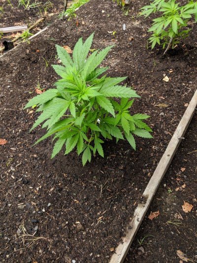 why are my leaves turning?