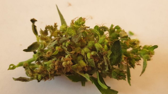 20-week-old-autos-wtf-have-i-grown-4.jpg