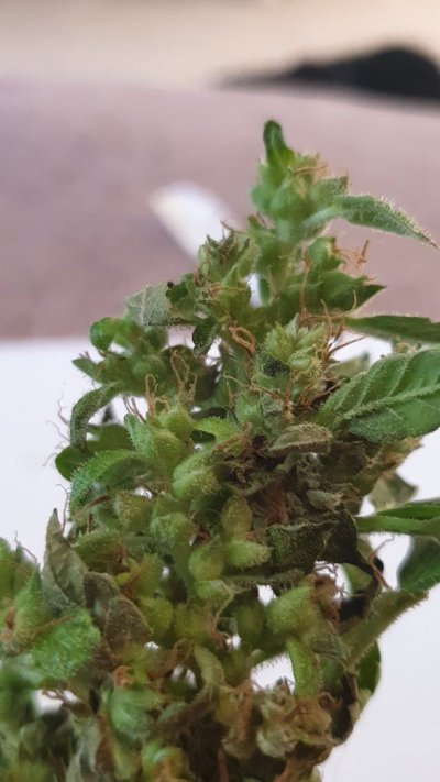 20-week-old-autos-wtf-have-i-grown-11.jpg