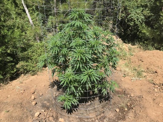 Lets see your 2019 outdoor plants!